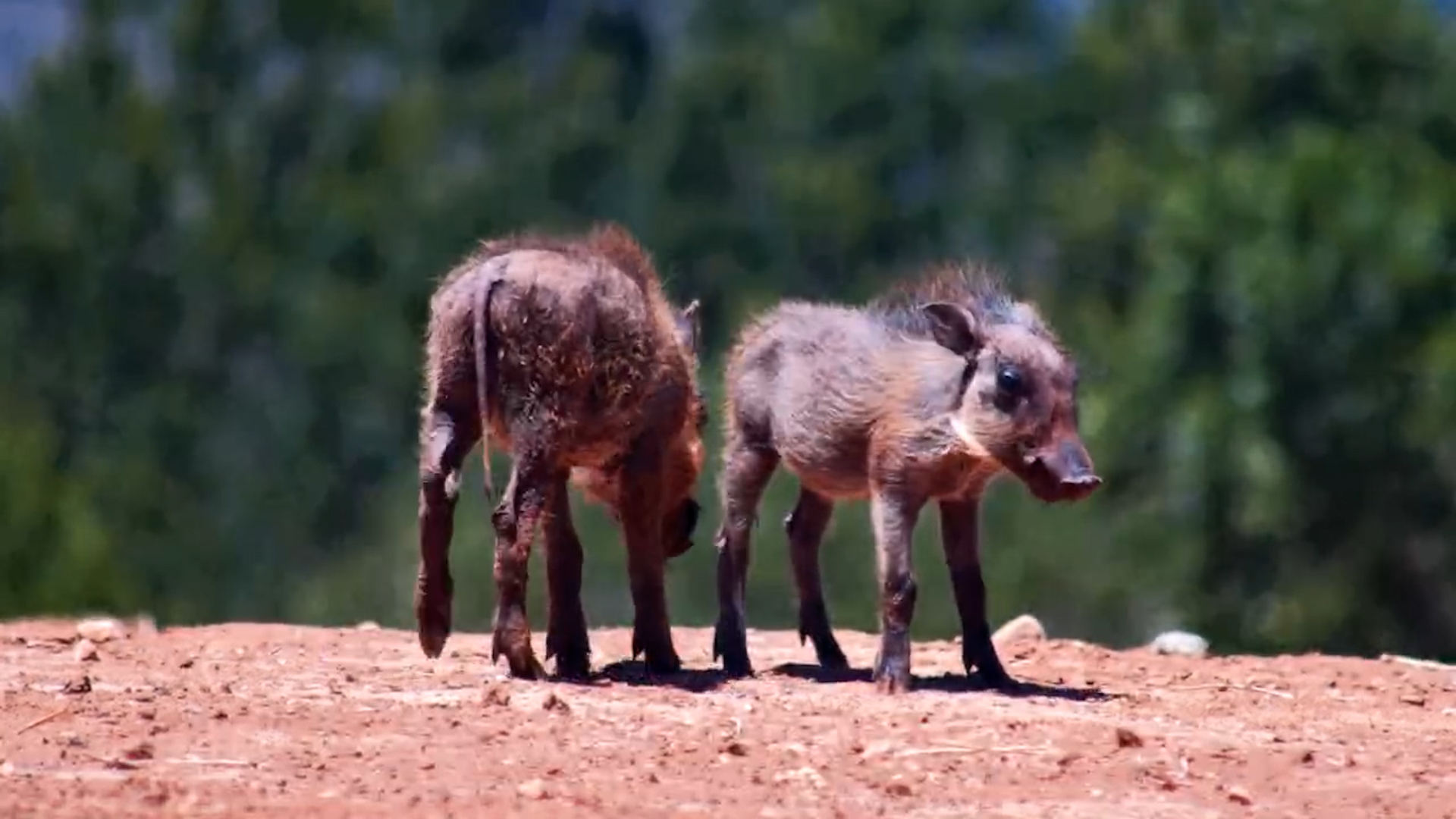 Cutest Waterhole Visitors? You Decide.