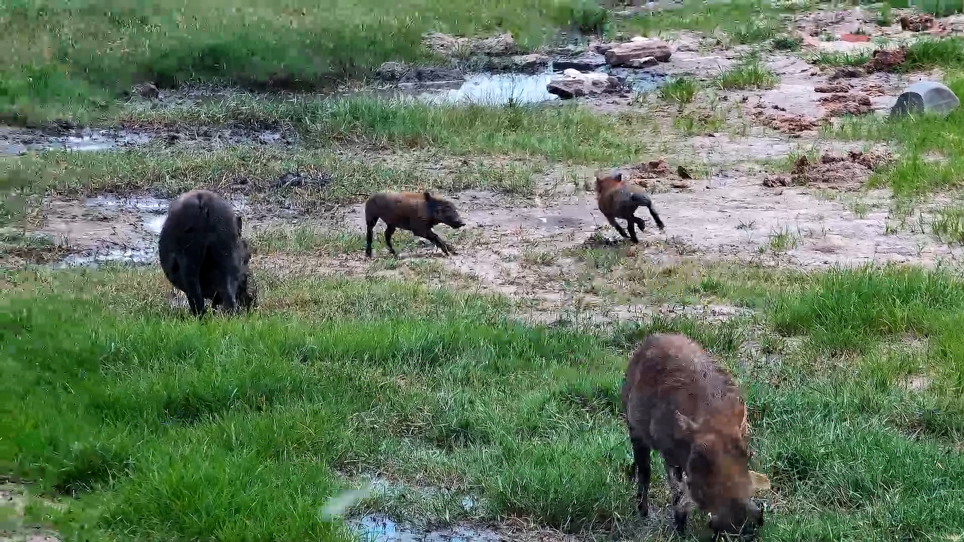 Warthog Piglets Go Wild!