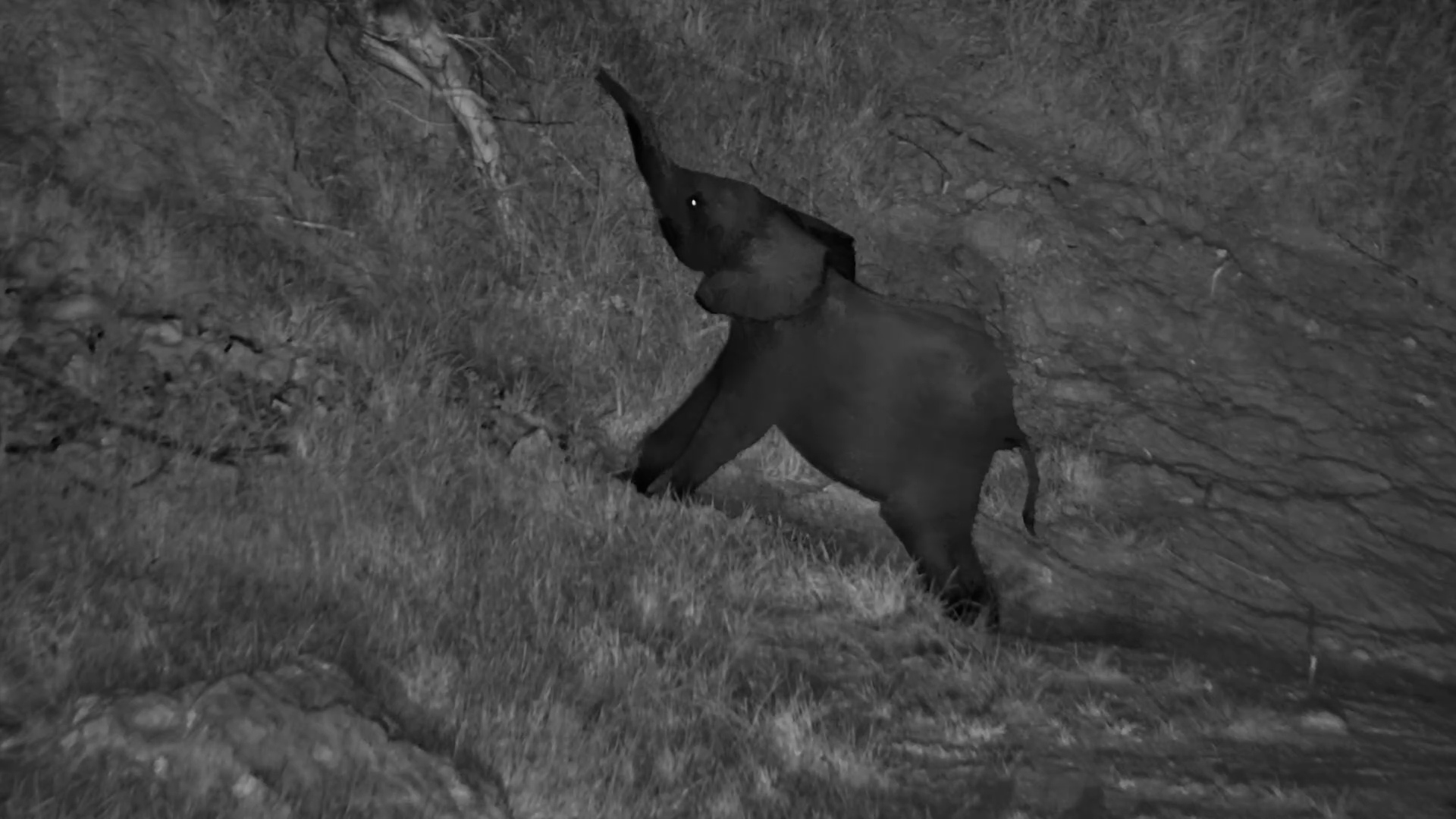 Elephant Calf Plays at Night