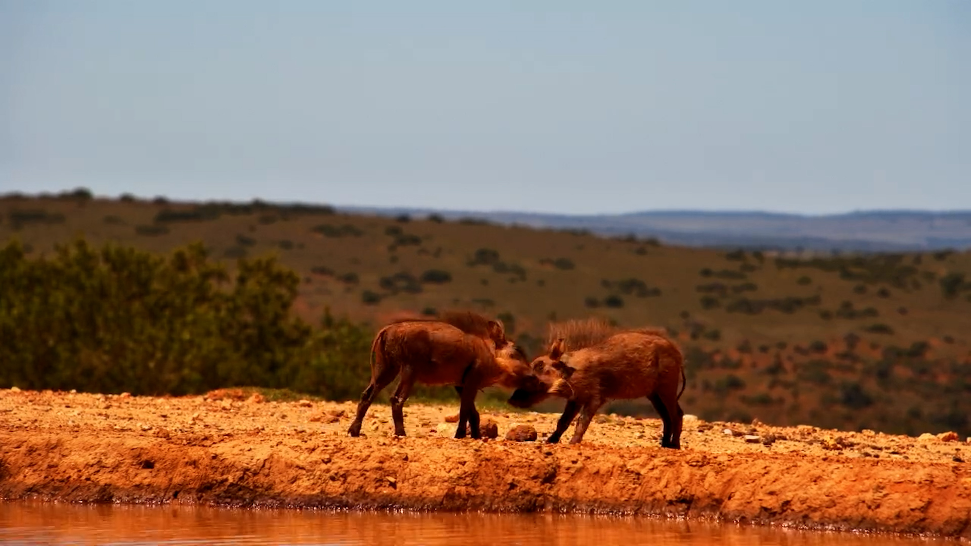Tiny Trouble Makers!