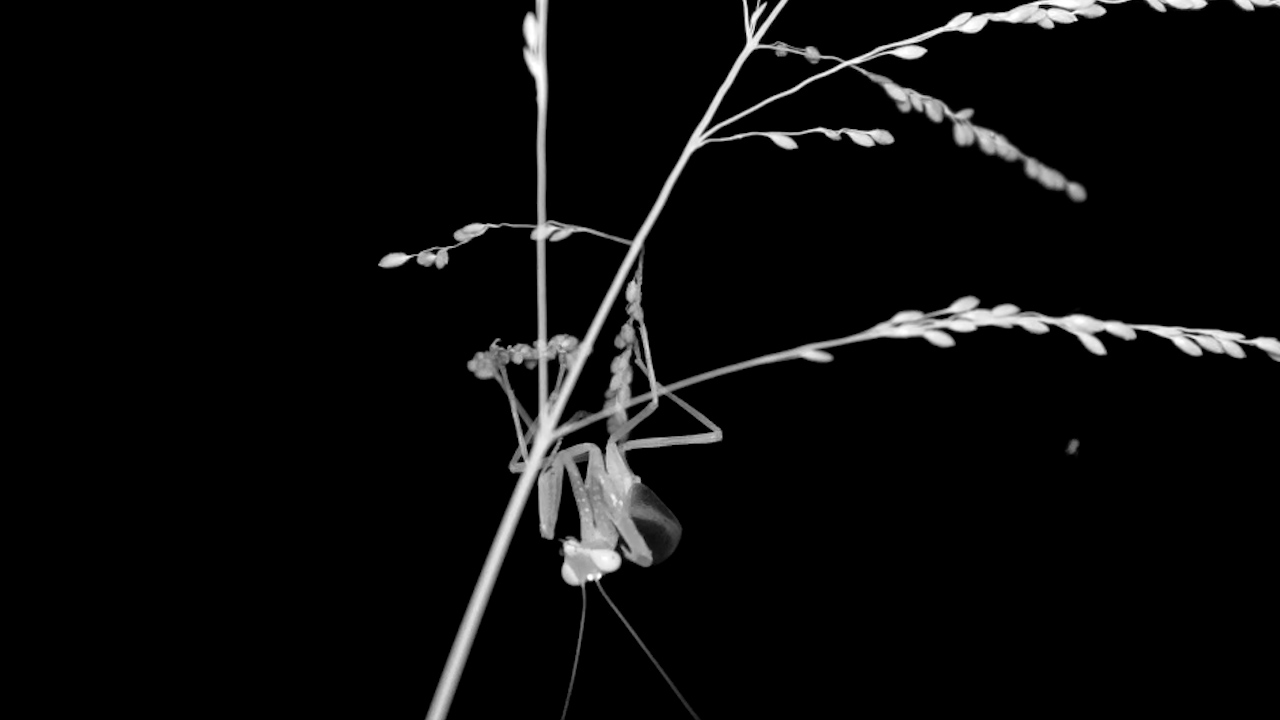 Praying Mantis in Action