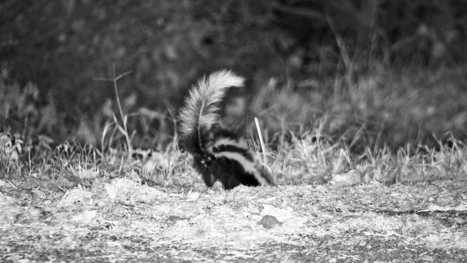 Striped Polecat Hunting Behaviour
