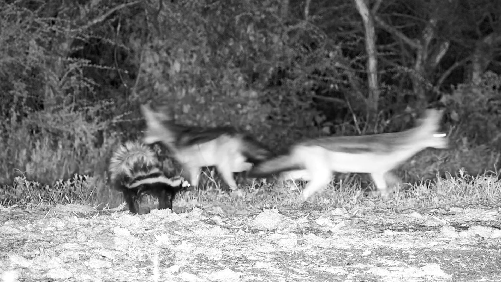 Striped Polecat Stands Its Ground Against Jackals