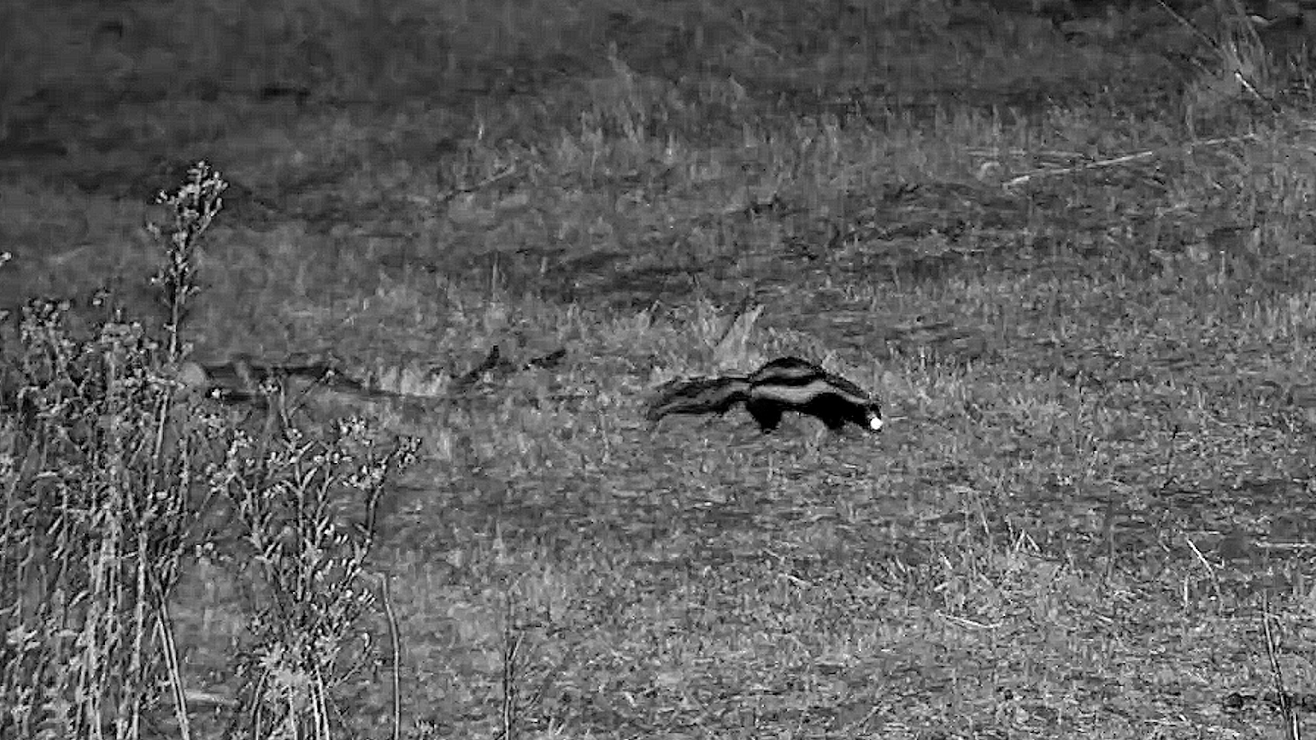 When a Polecat Meets Bat-Eared Foxes