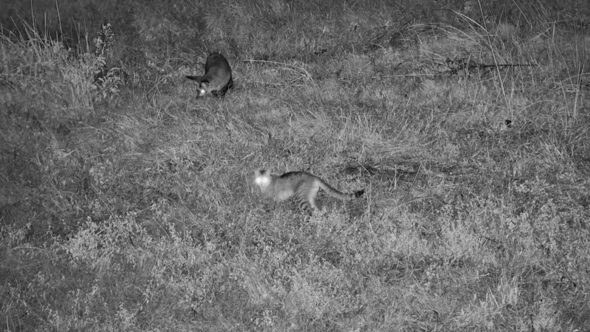 Bat-Eared Fox, Polecat & Wild Cat - All in the Same Night