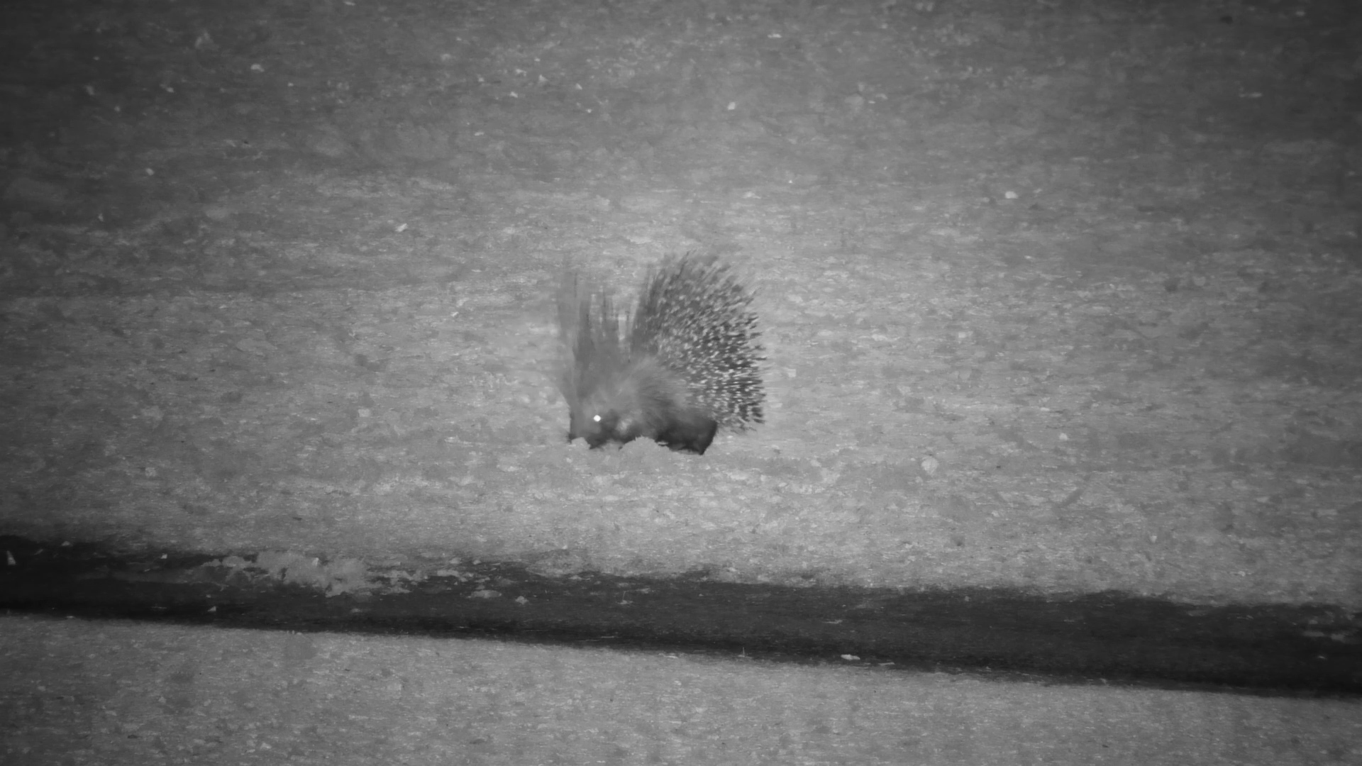 Porcupine Explores Twin Pan