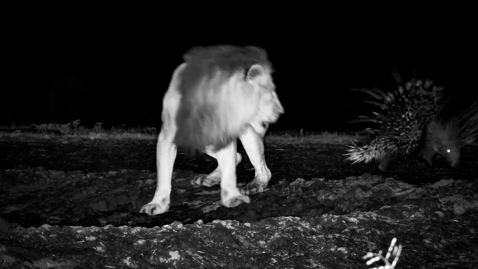 Brave Porcupine Stands Up to Lion