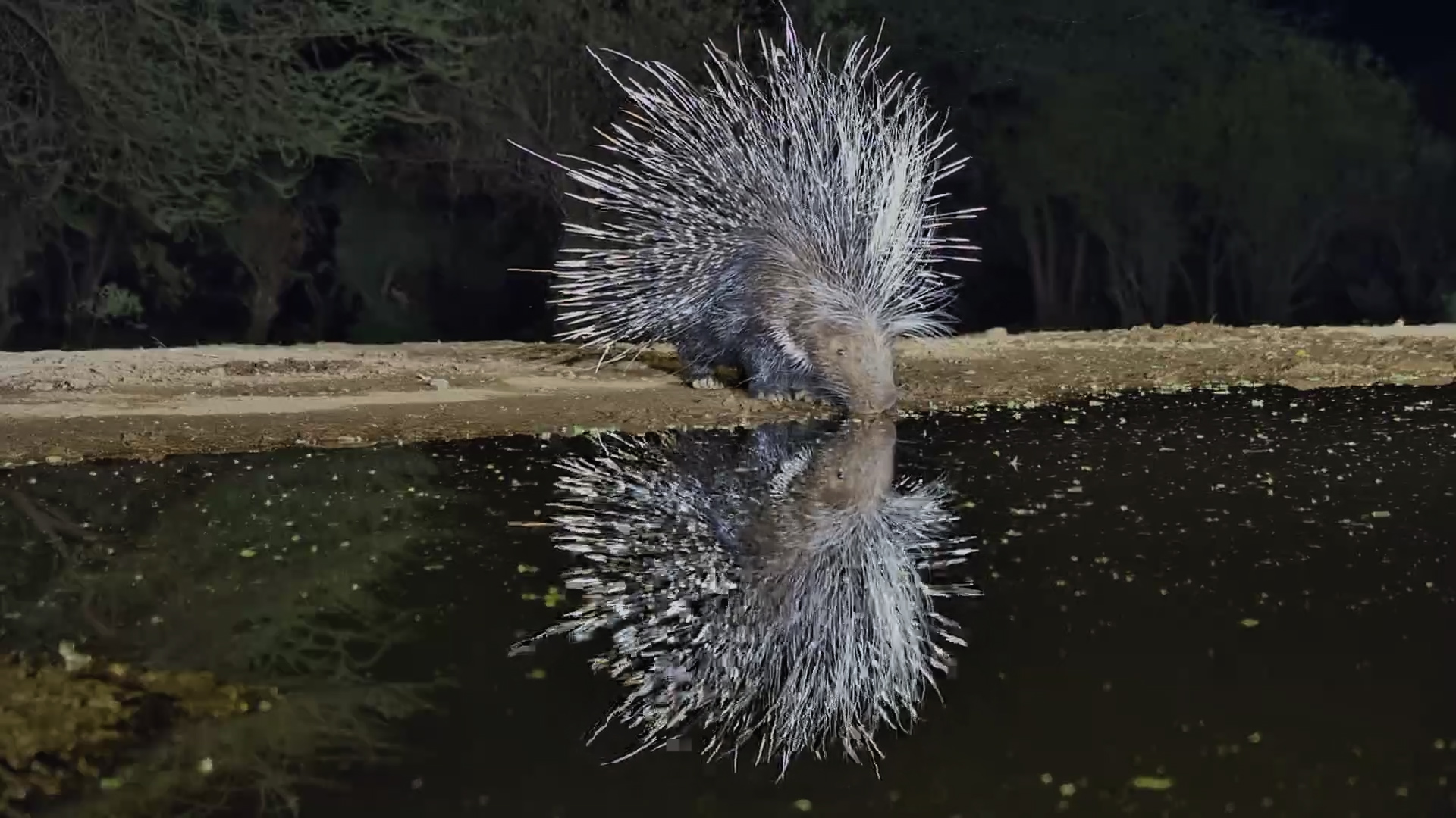 Close-Up Porcupine Visit at Lentorre