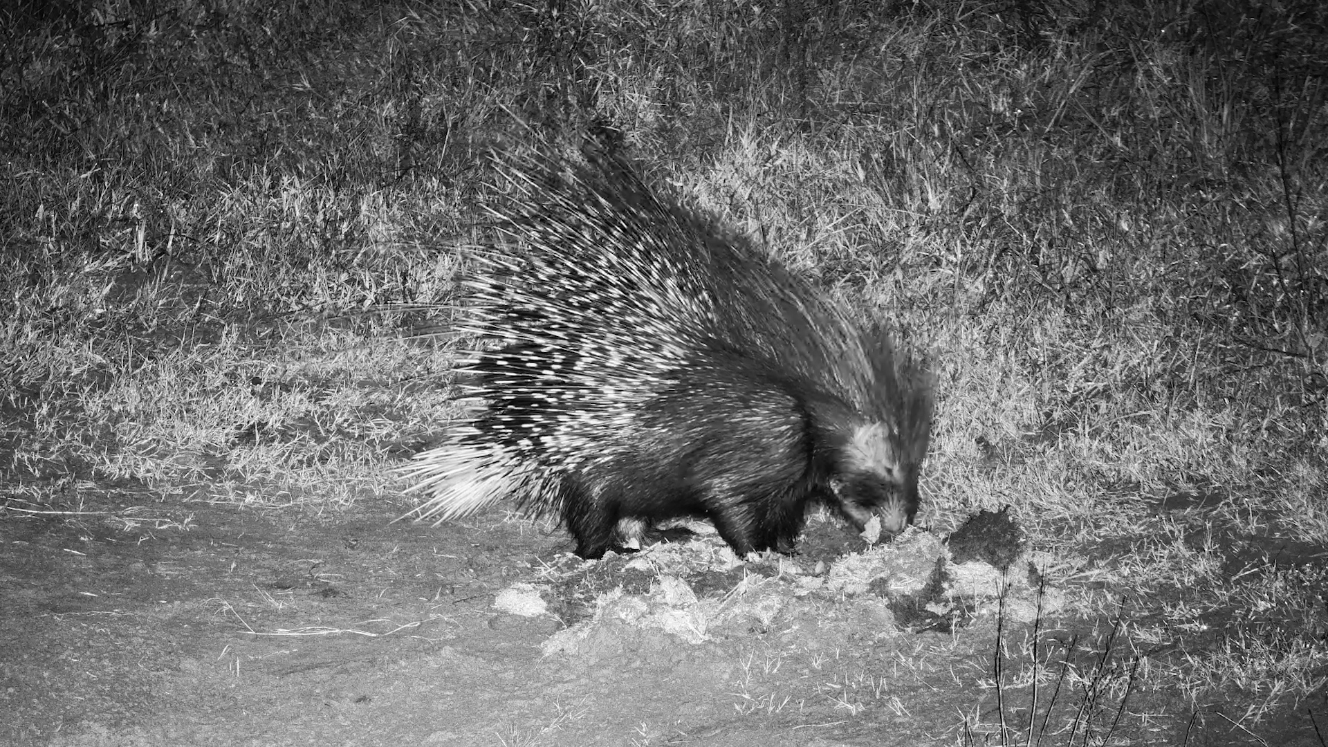 Porcupine Foraging in Dung