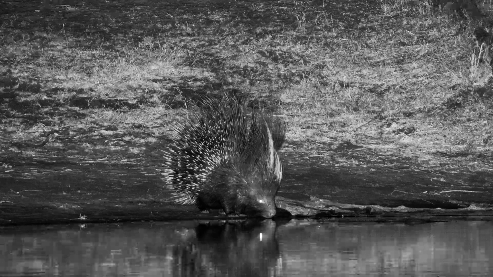 Porcupine Enjoys a Peaceful Drink at The Hide
