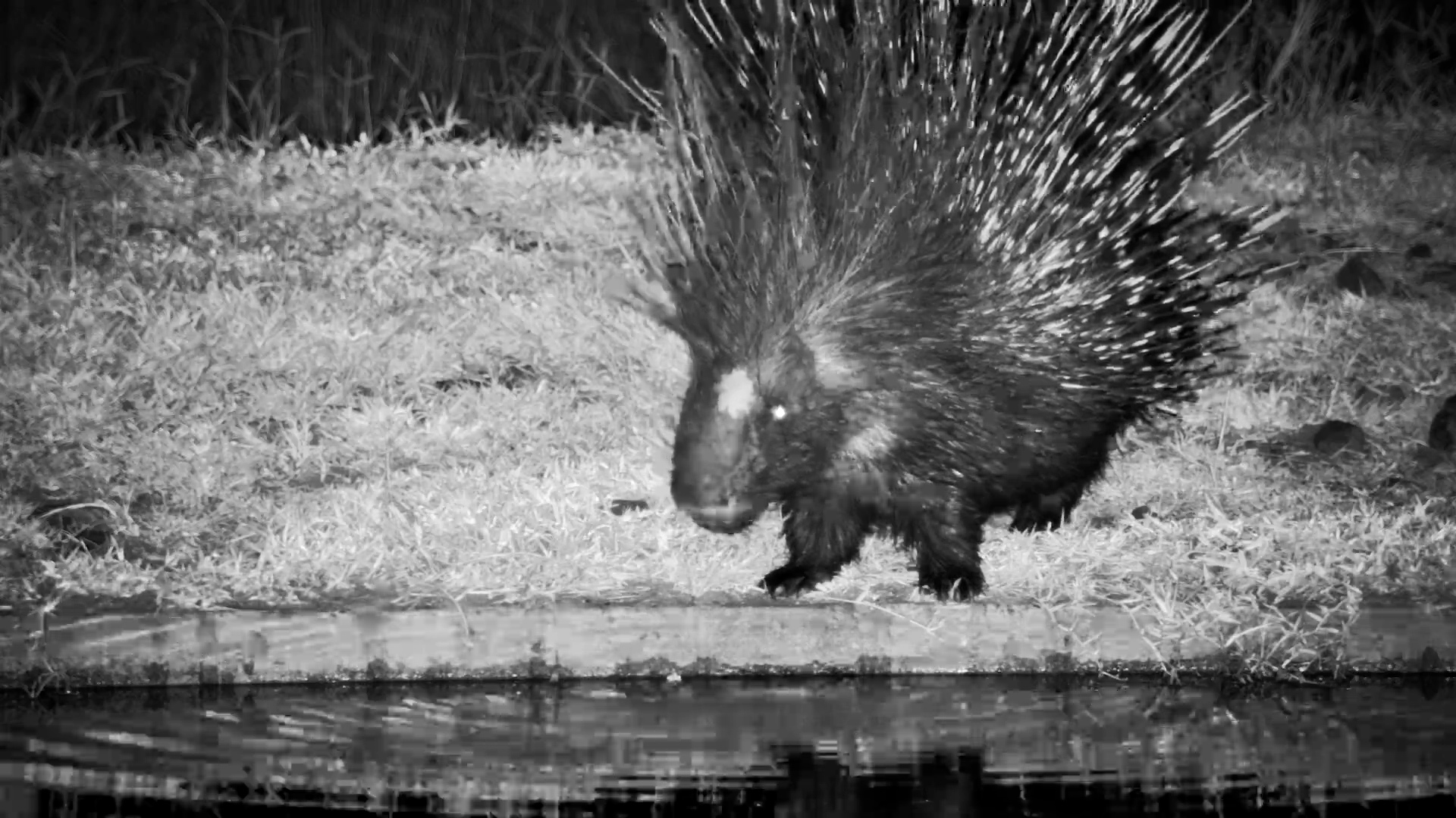 Serengeti Porcupine After Dark