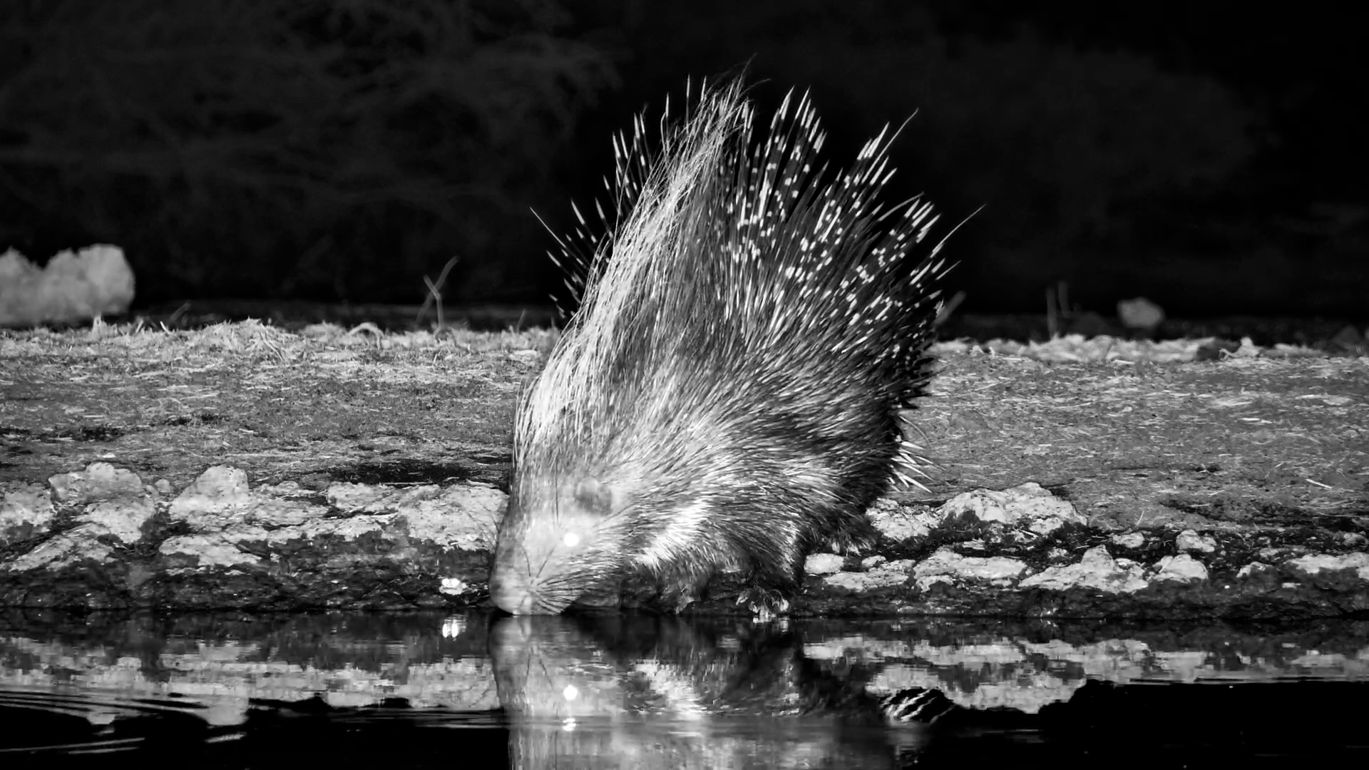 Porcupine Drinks at ol Donyo Waterhole