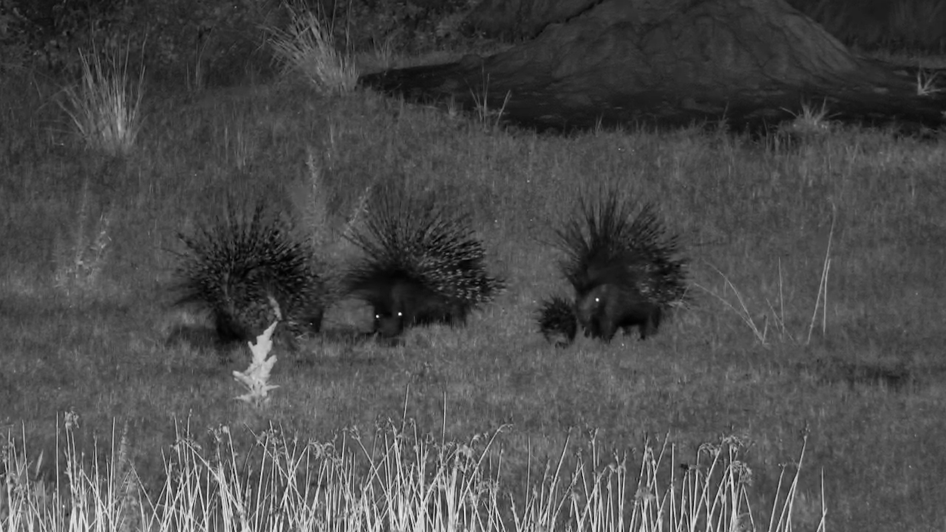 Baby Porcupine’s Night Adventure