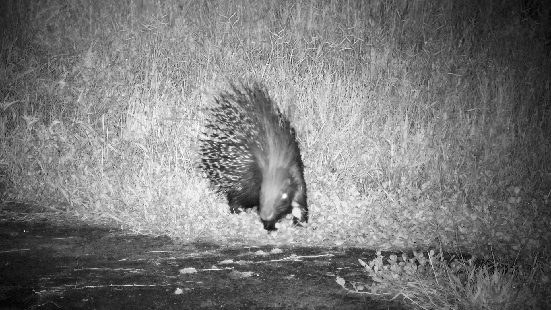 Porcupine Snacking at Night