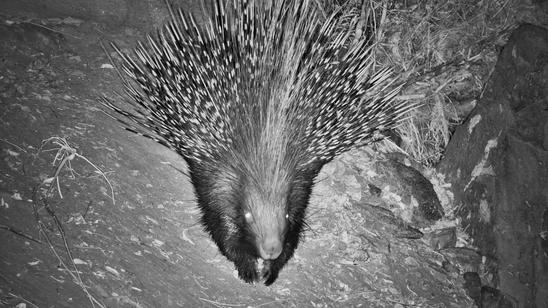 One Very Happy Porcupine
