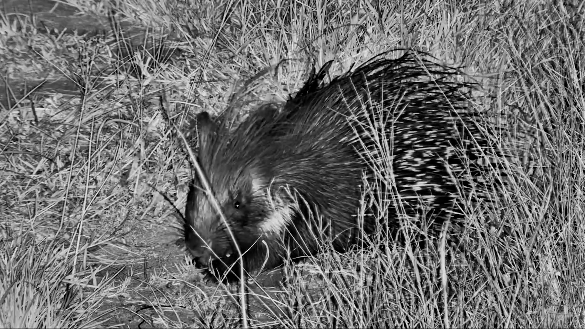 Snack Time in the Dark! Porcupine Caught on Camera