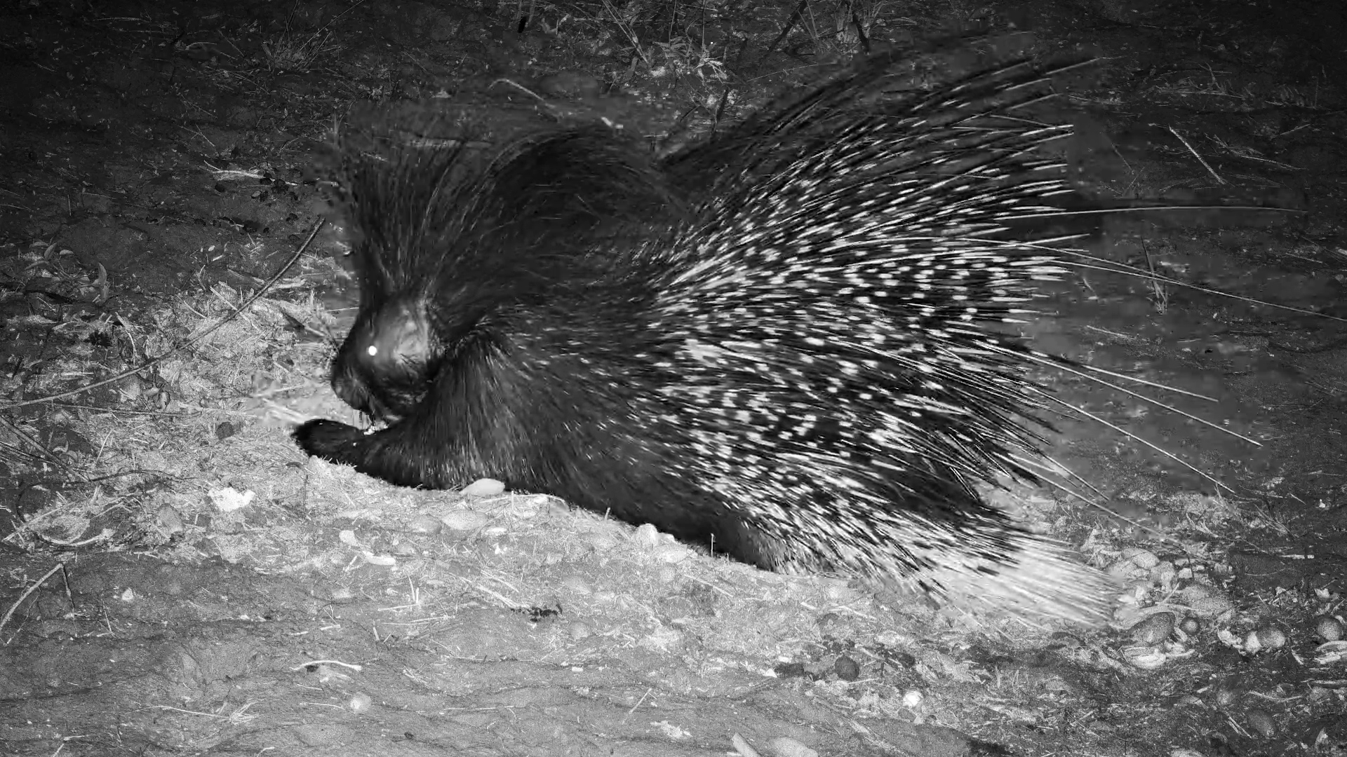 Up Close With a Hungry Porcupine After Dark!