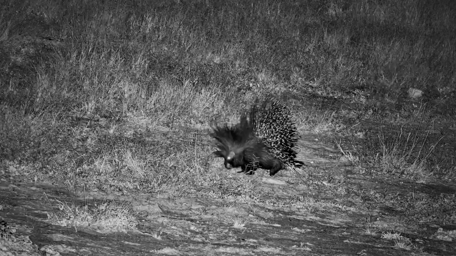 Silent Night Explorer