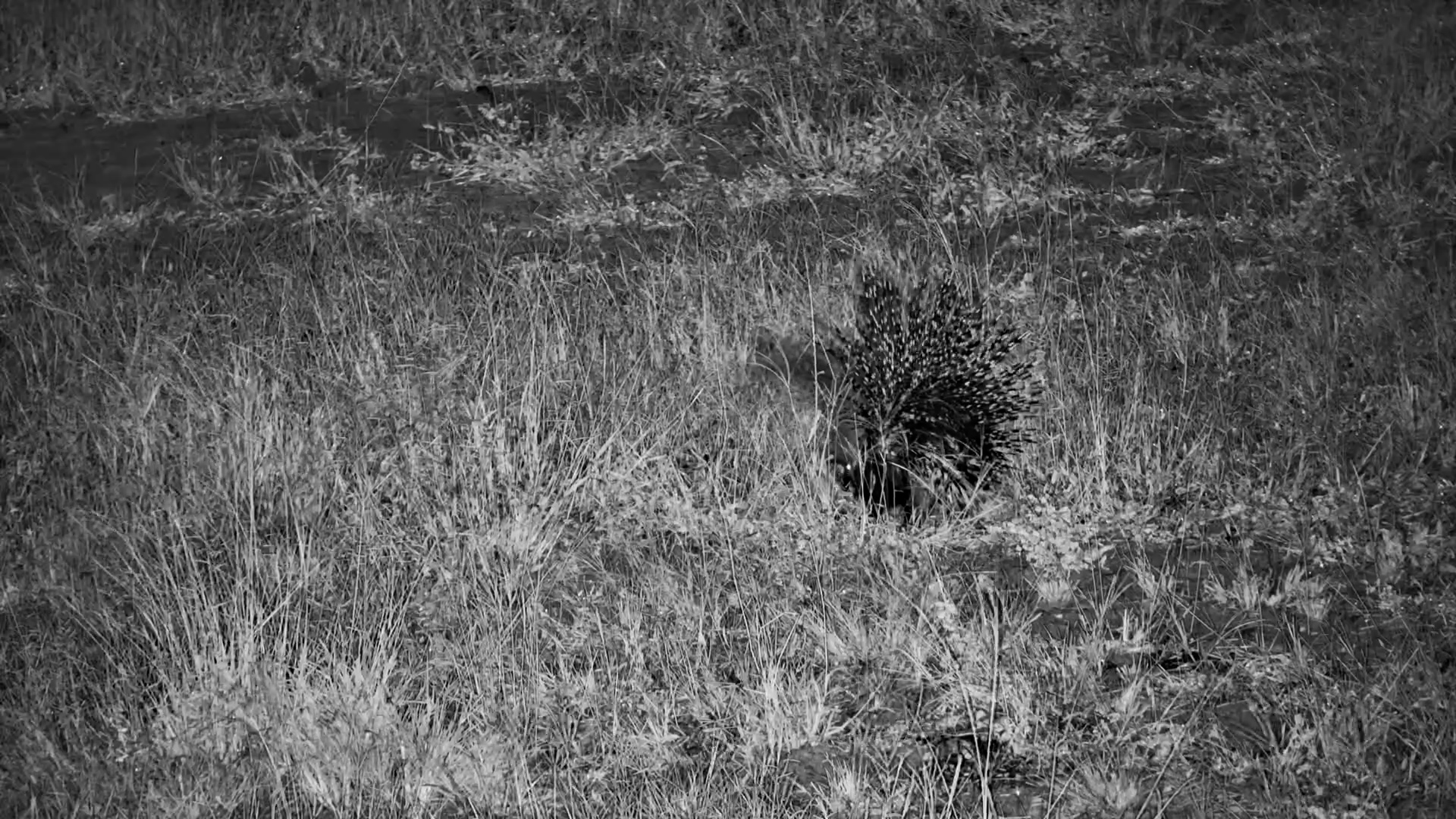 Porcupine’s Feeding Adventure