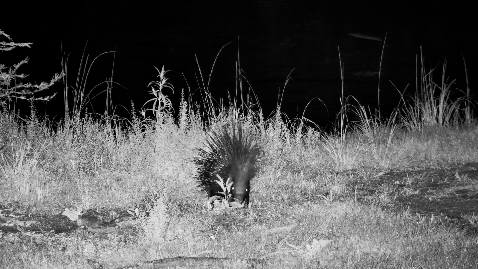 Solitary Porcupine Forager