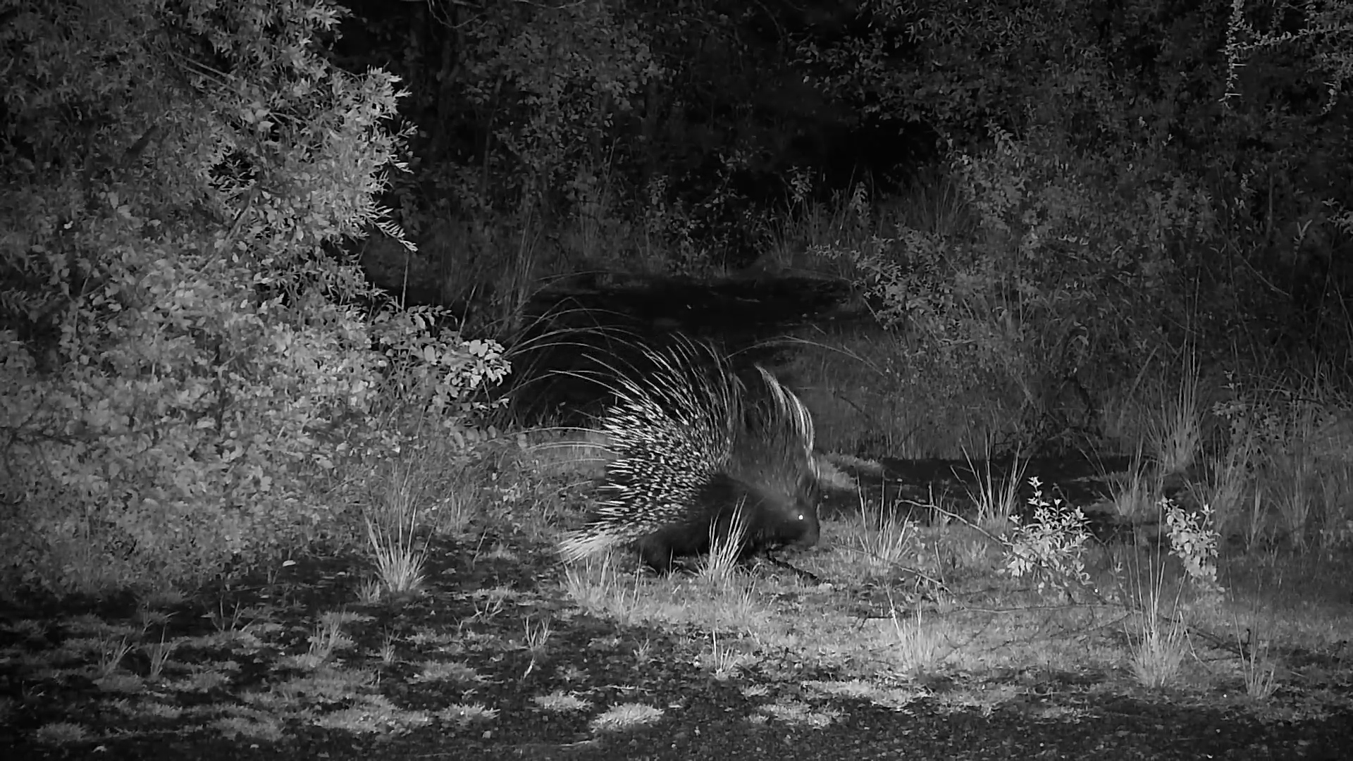 Spikes in the Shadows