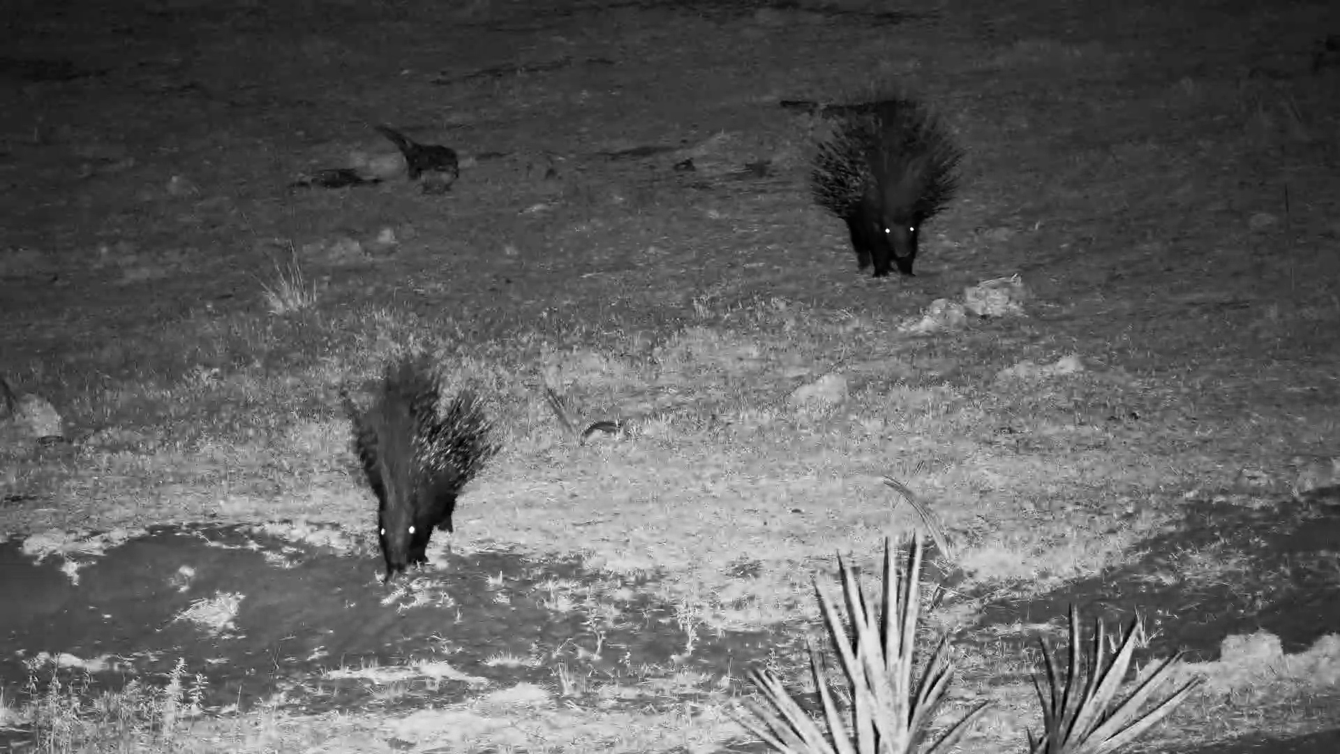Apparently This Waterhole Isn't Big Enough for Two