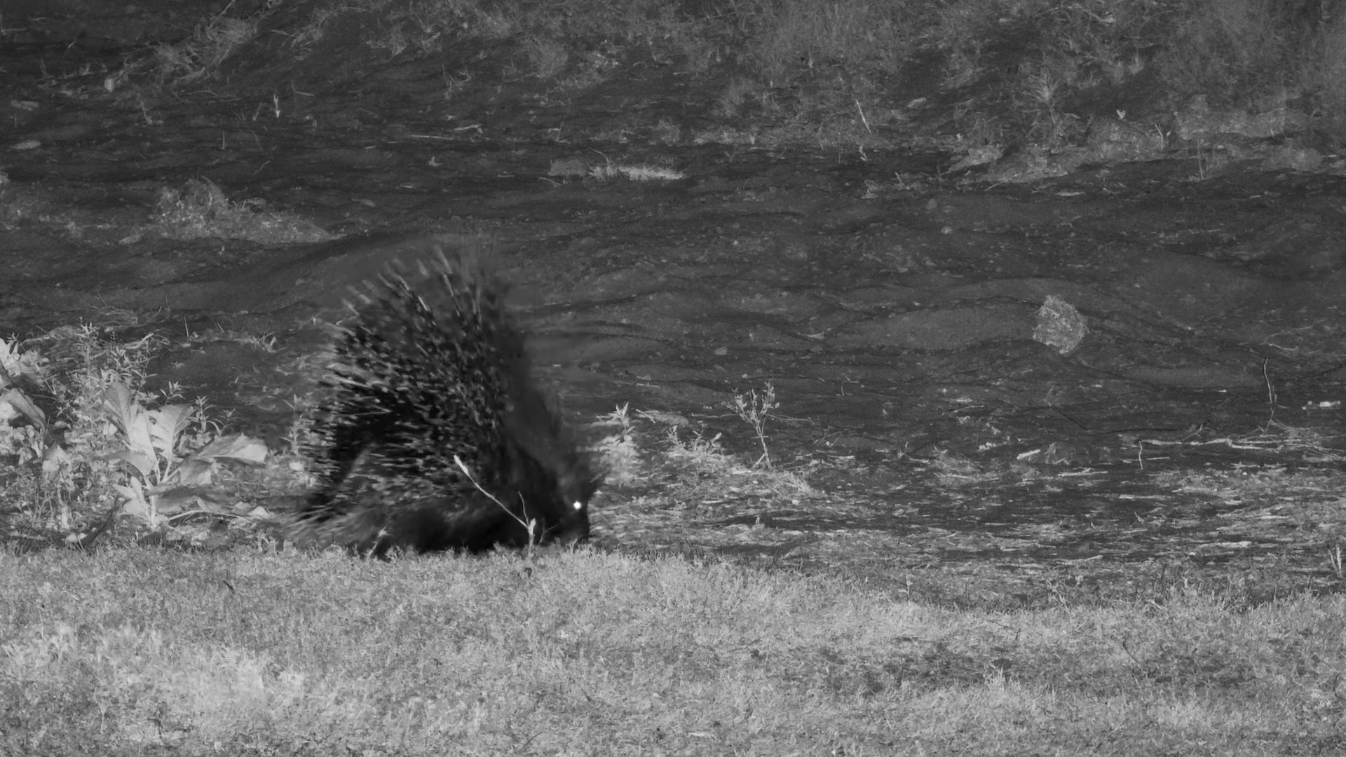 Nocturnal Snack Hunt: Porcupine at Tembe