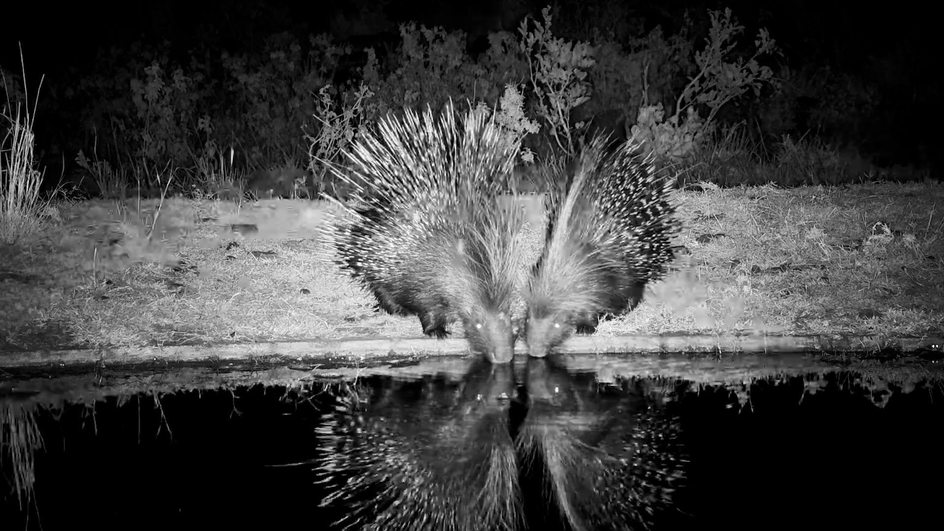 Two Prickly Guests Visit Serengeti Explorer