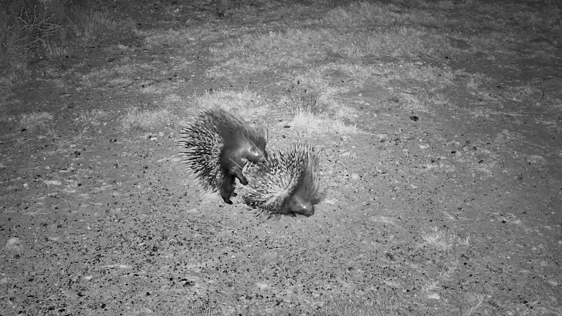 Porcupine Courtship 101