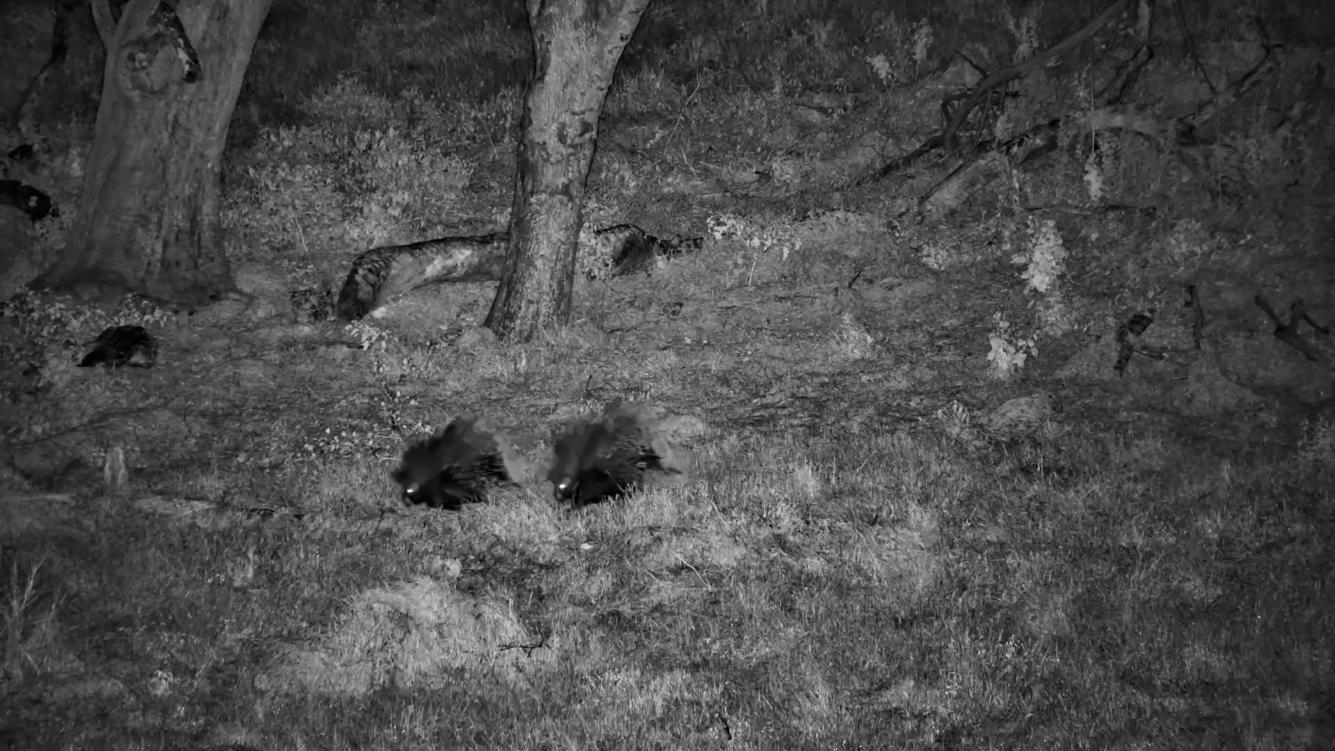Porcupine Pair on the Move