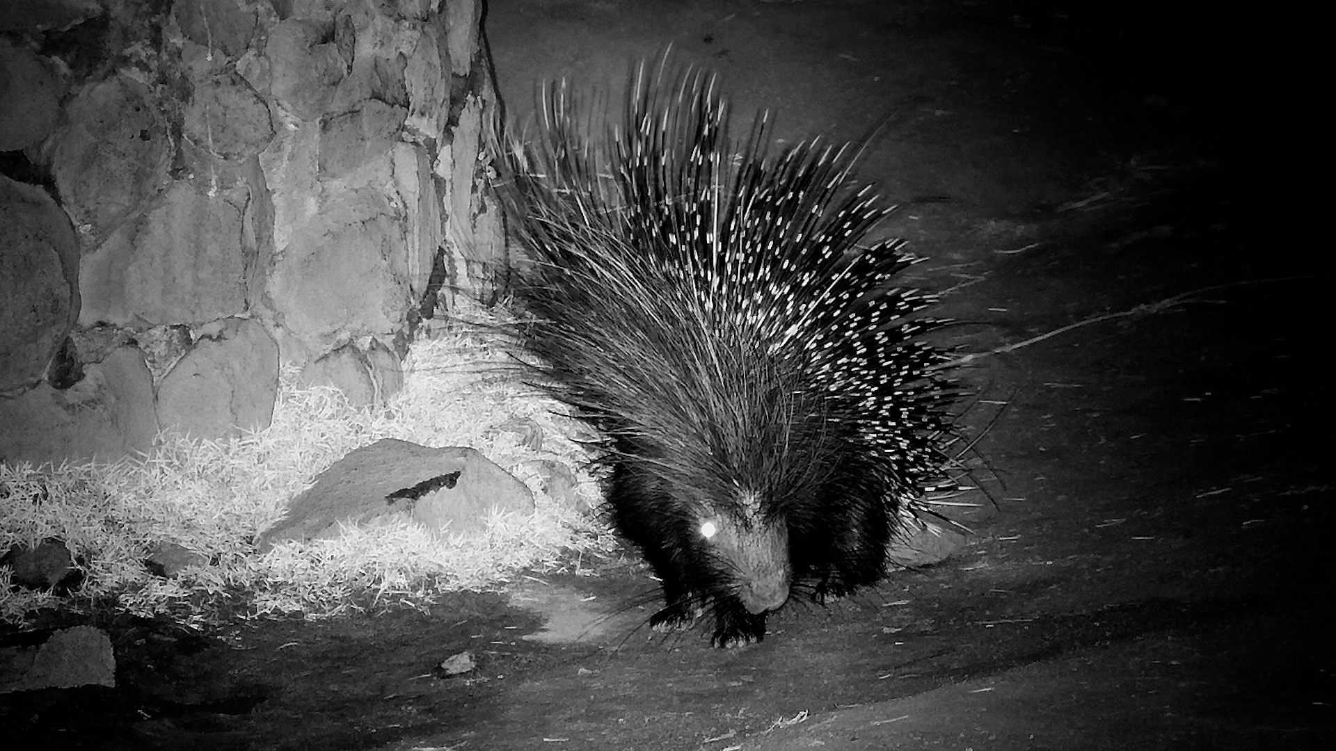 When the Porcupines Come Out