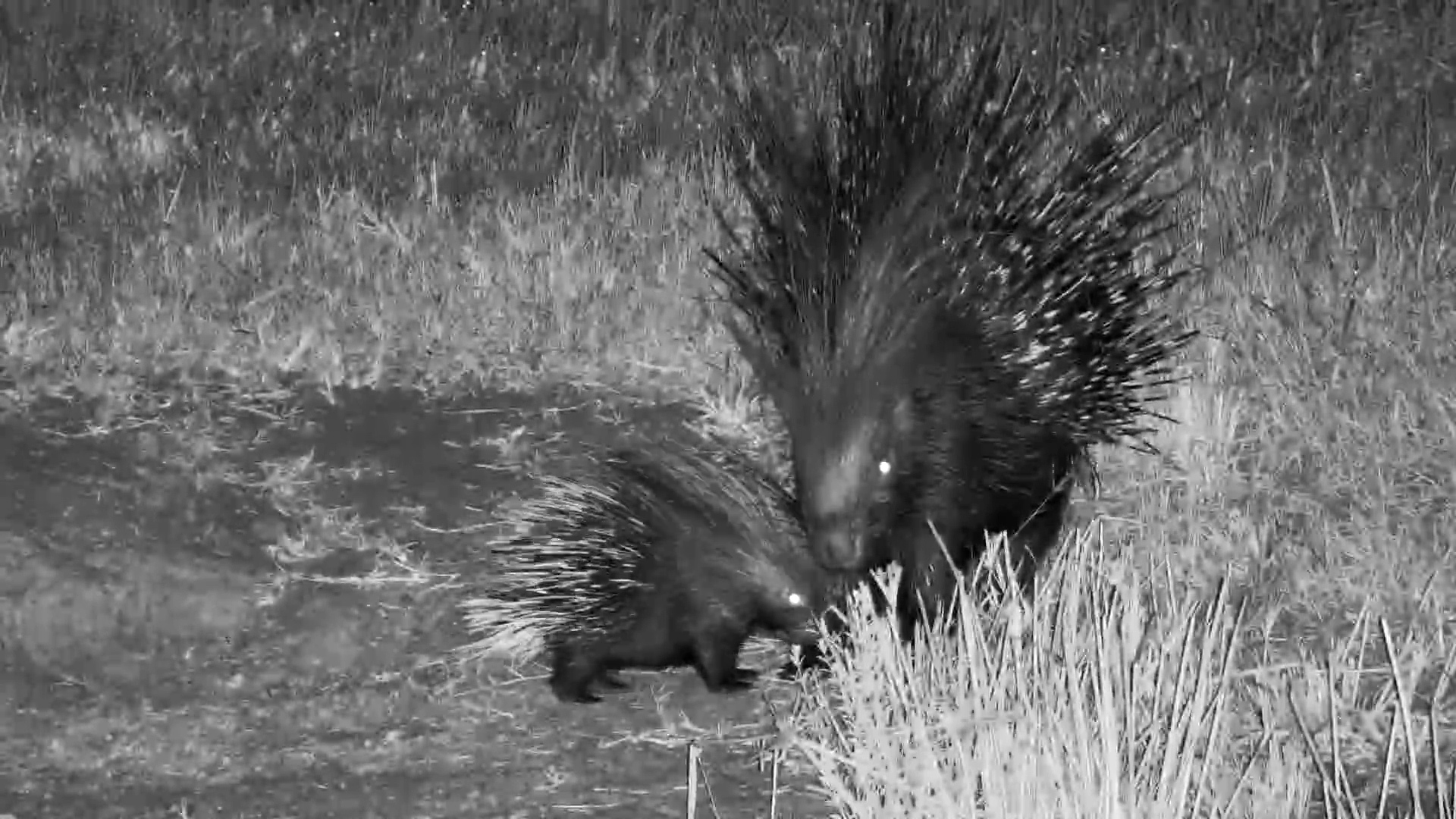 You’ve Never Seen a Baby Porcupine This Cute