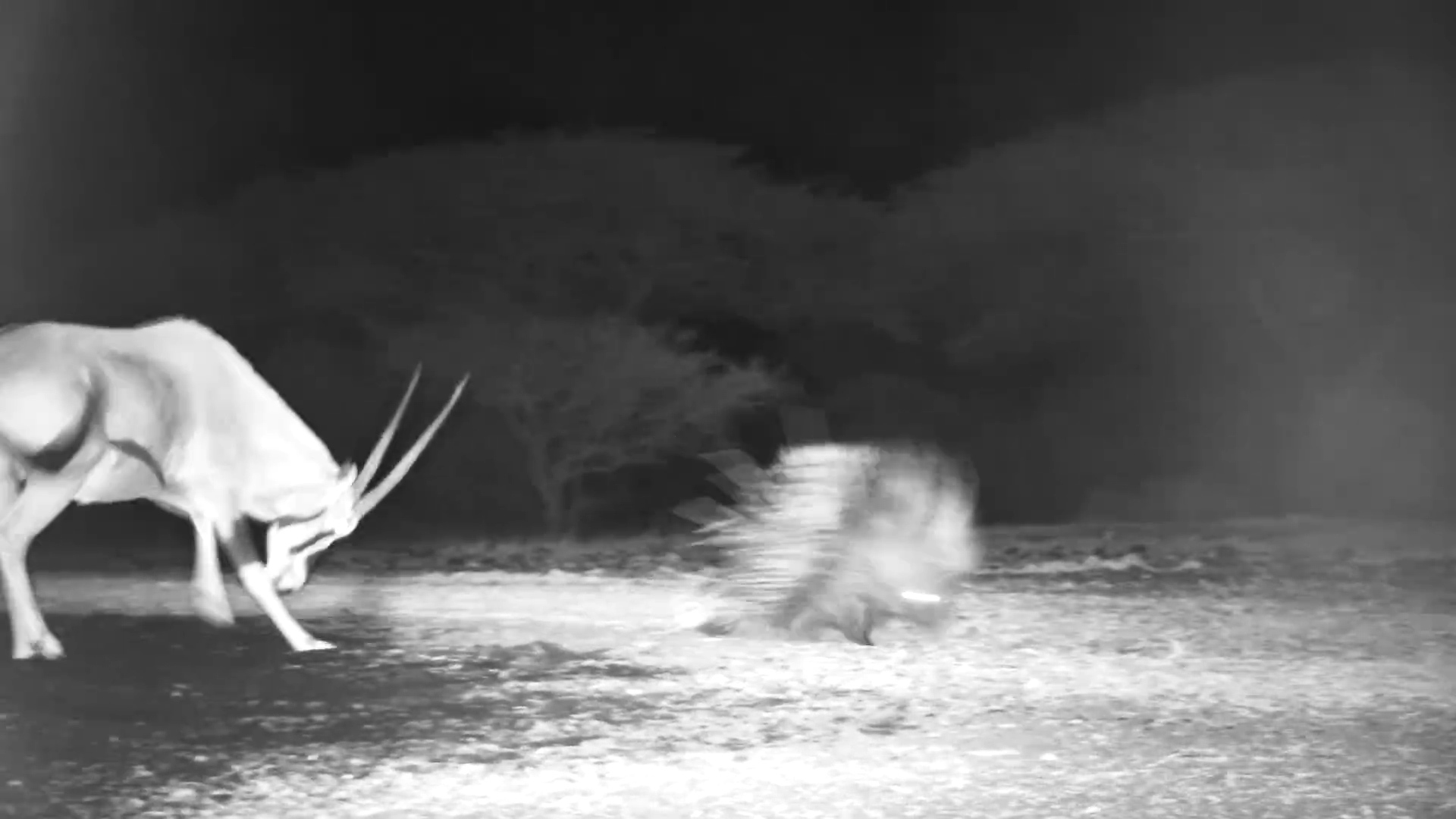 Oryx Tries to Shoo Porcupine
