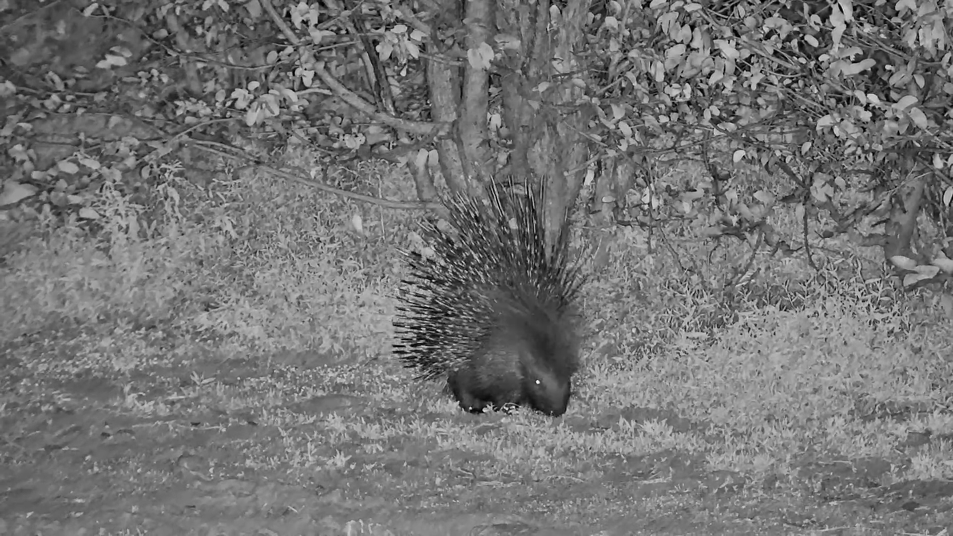 A Spiky Forager on the Move