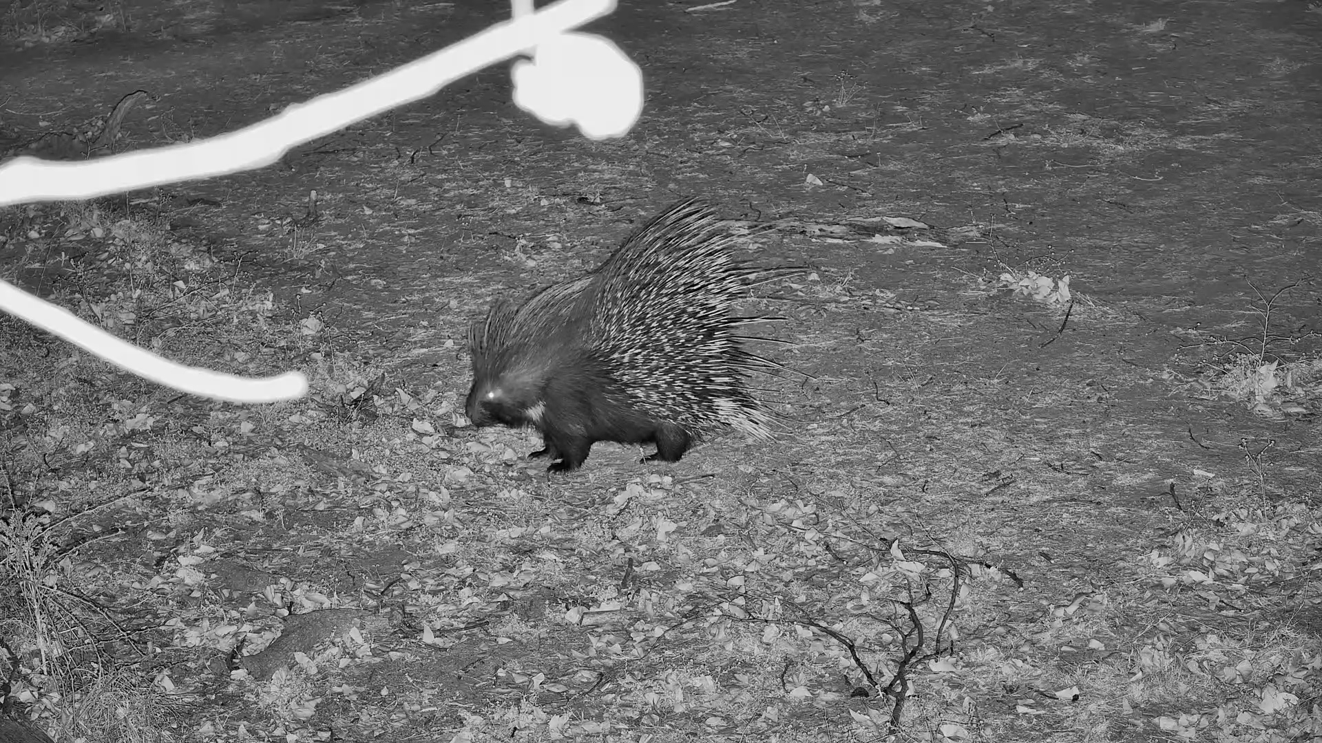 Porcupine on a Midnight Mission!