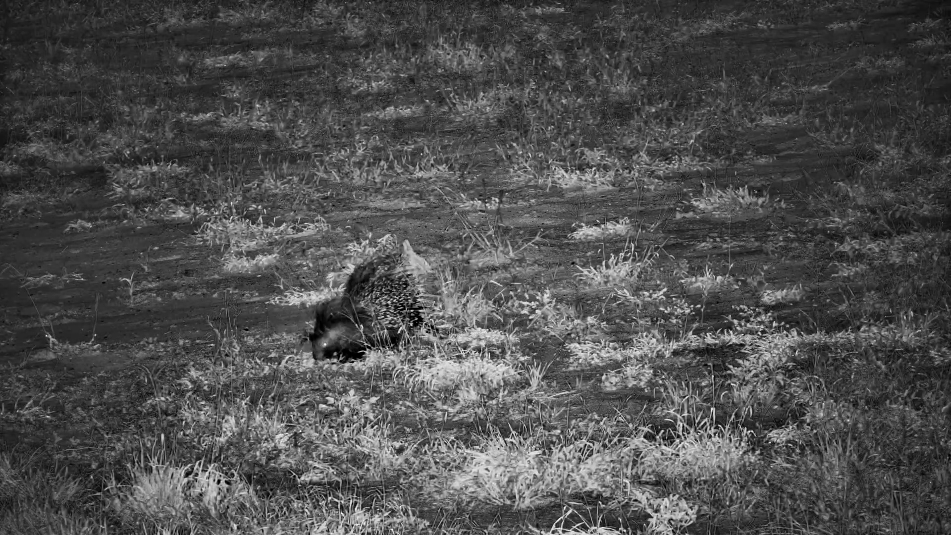 Elephants Passes a Porcupine