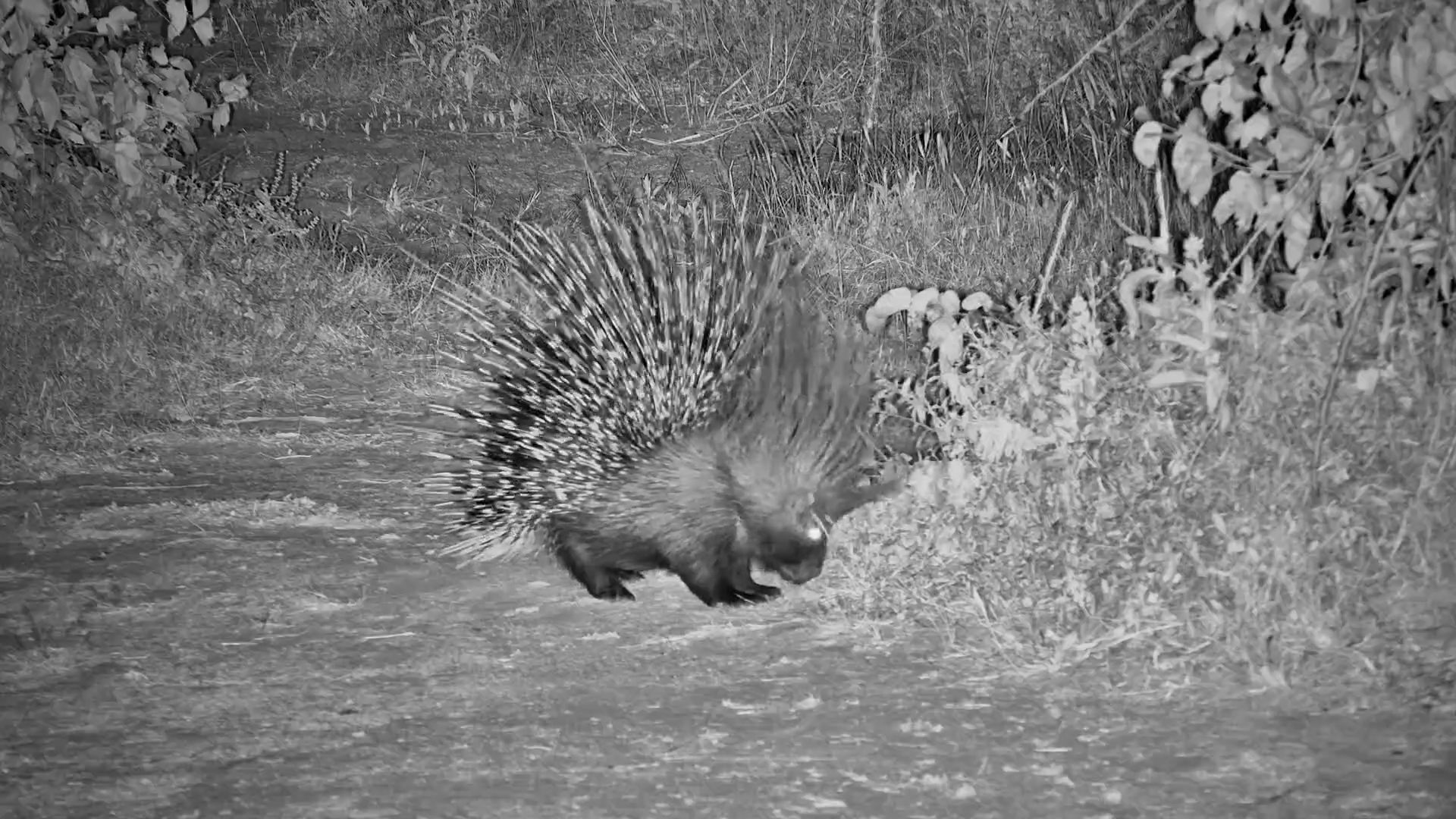 Midnight Mystery: Porcupine Encounters an Elephant Skull