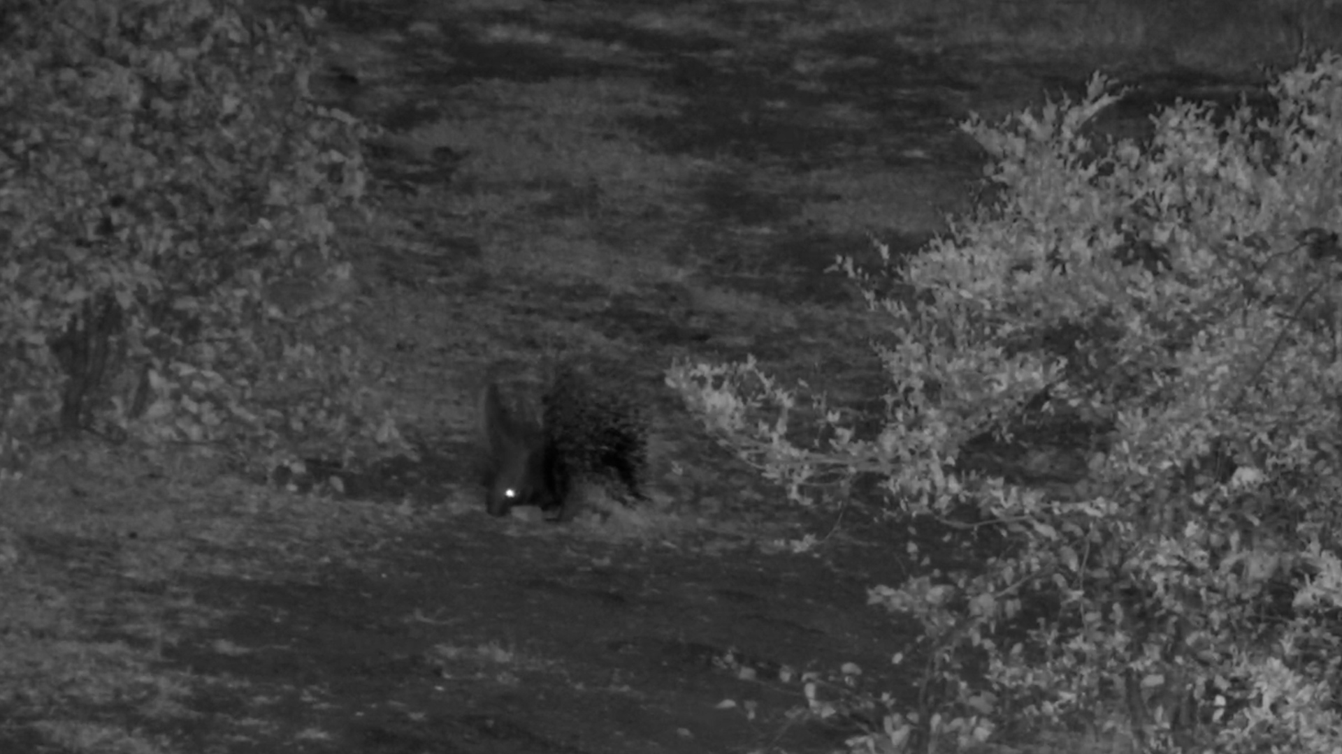 Porcupine Feeding at Night