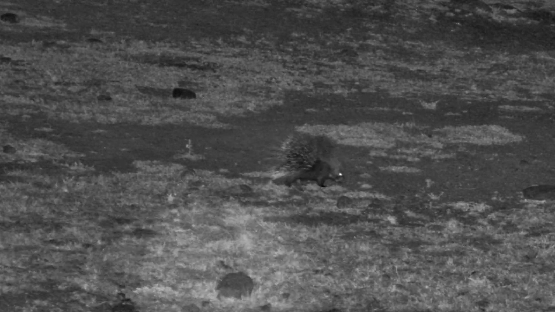 A Spiky Night Visitor Appears at the Waterhole