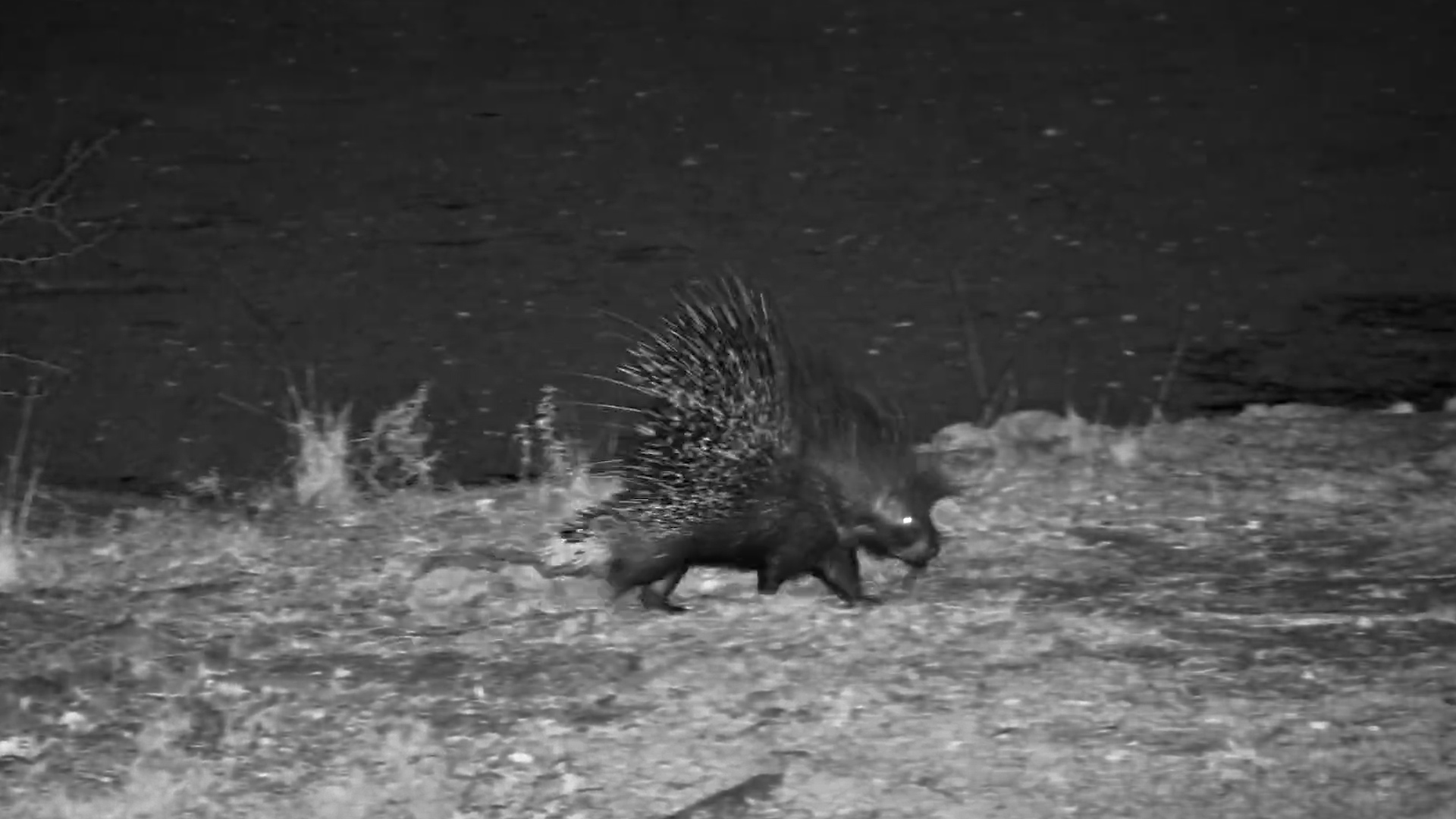 A Midnight Snack for Porcupines