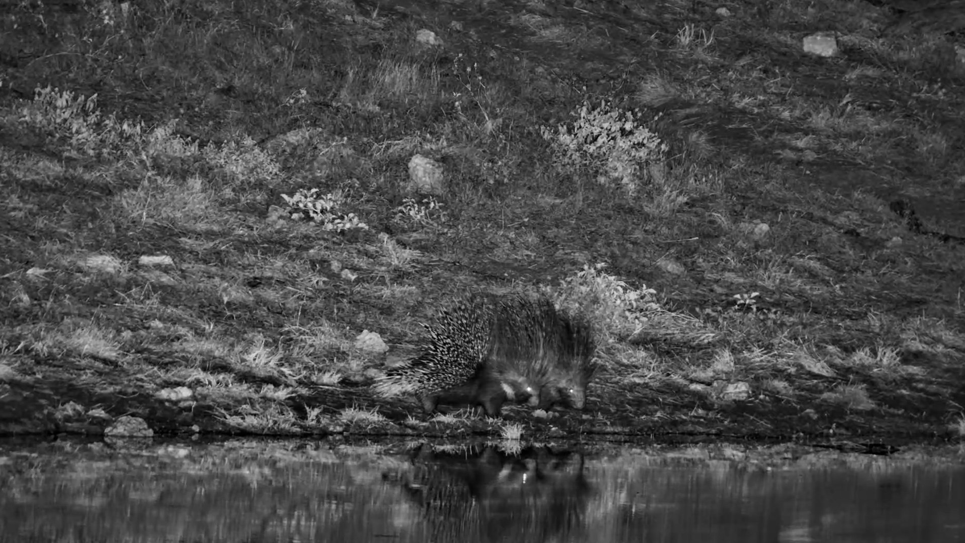 Porcupine Pair Wanders Through the Darkness Together