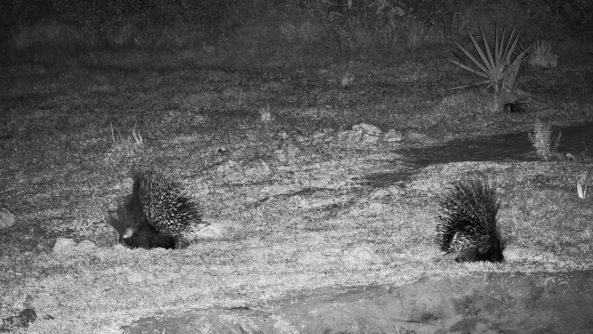Porcupine Date Night After Dark