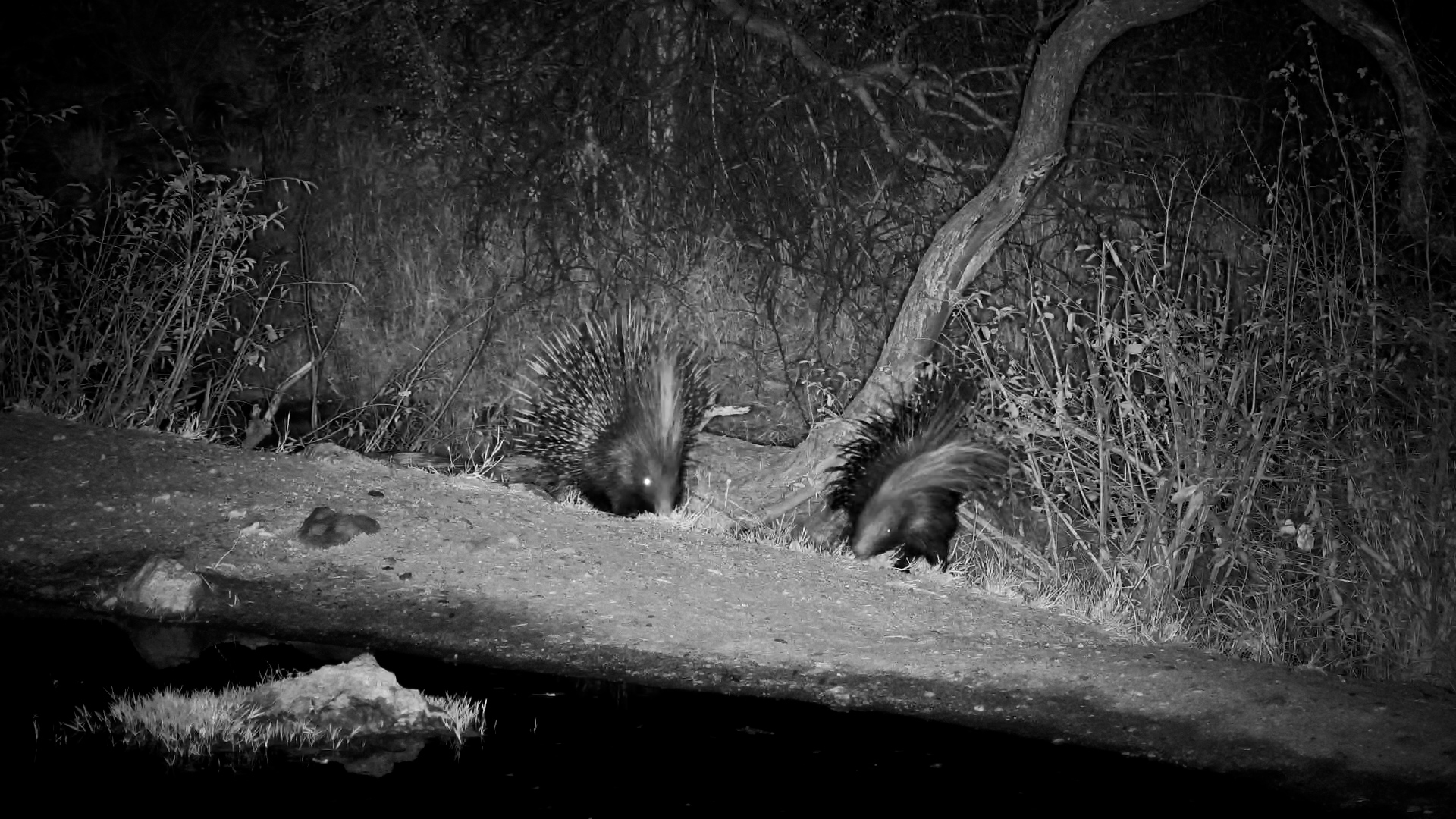 Two Very Spiky Night time Visitors