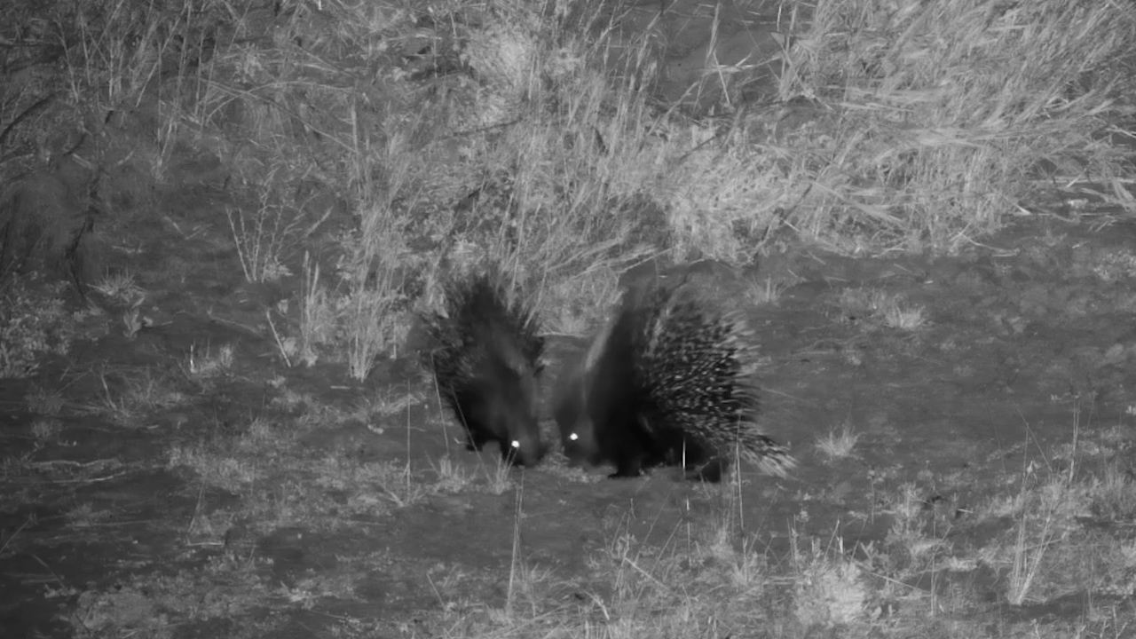 Life After Dark: Porcupines