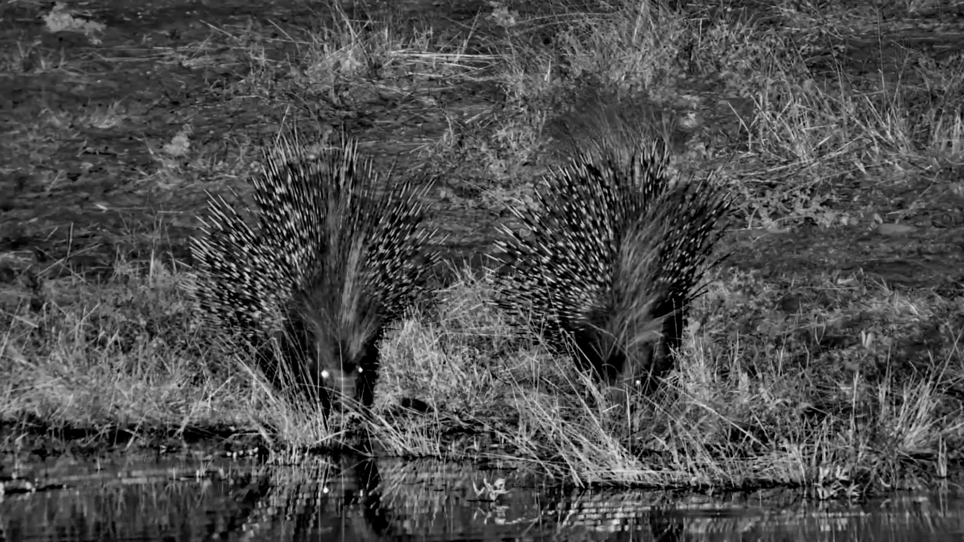 A Pair of Porcupines on a Midnight Snack Run