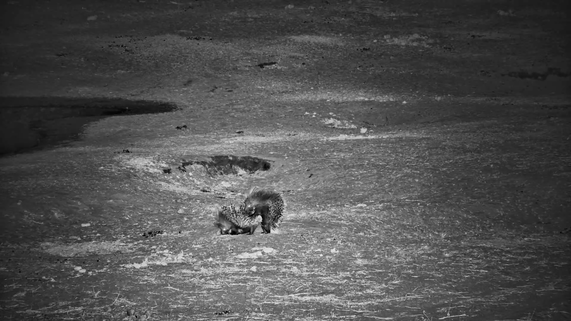 Nocturnal Love: Porcupines Share a Moment