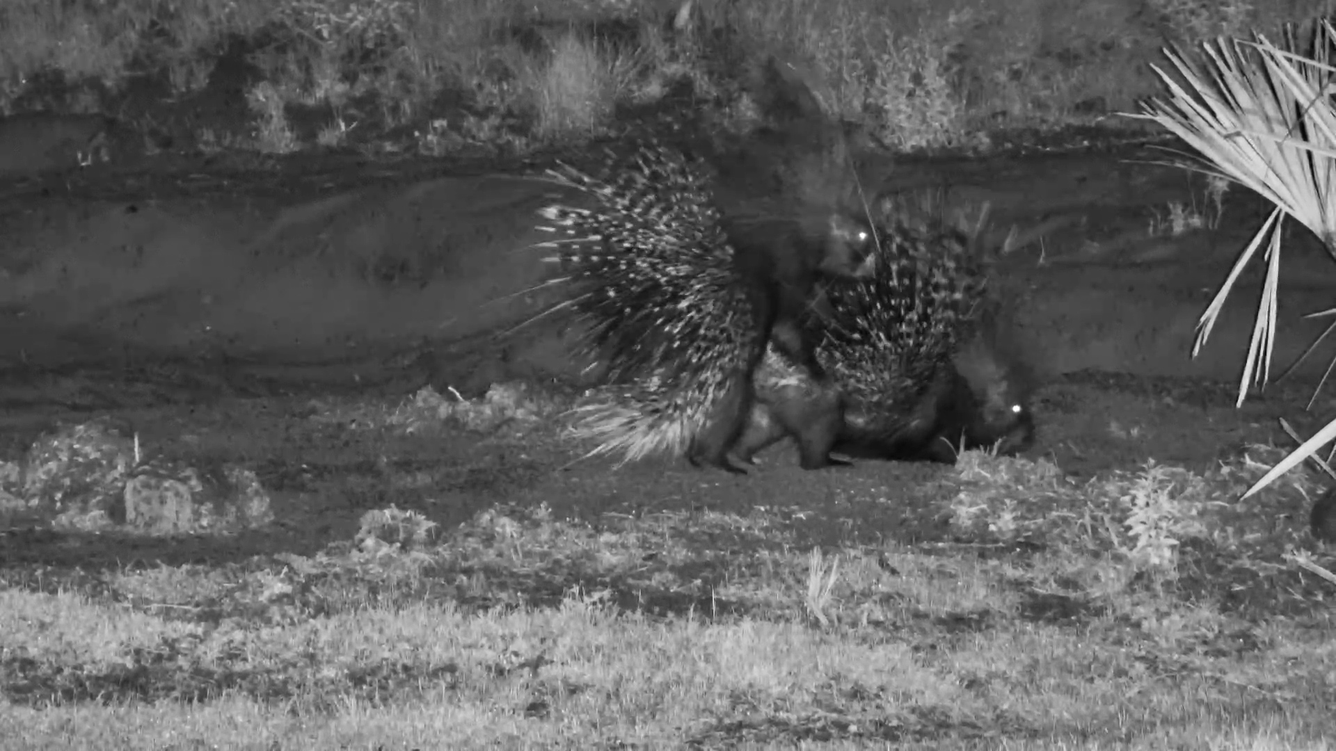 Porcupines: Foraging & Finding Love