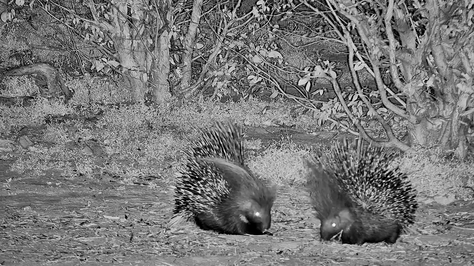 Date Night for Porcupines?