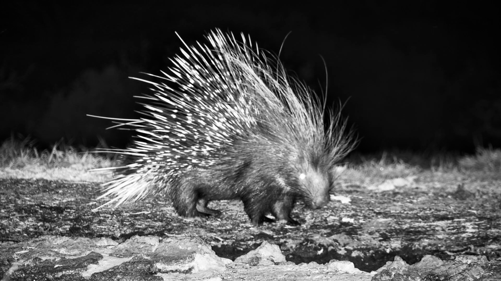 Porcupine Checks In at ol Donyo