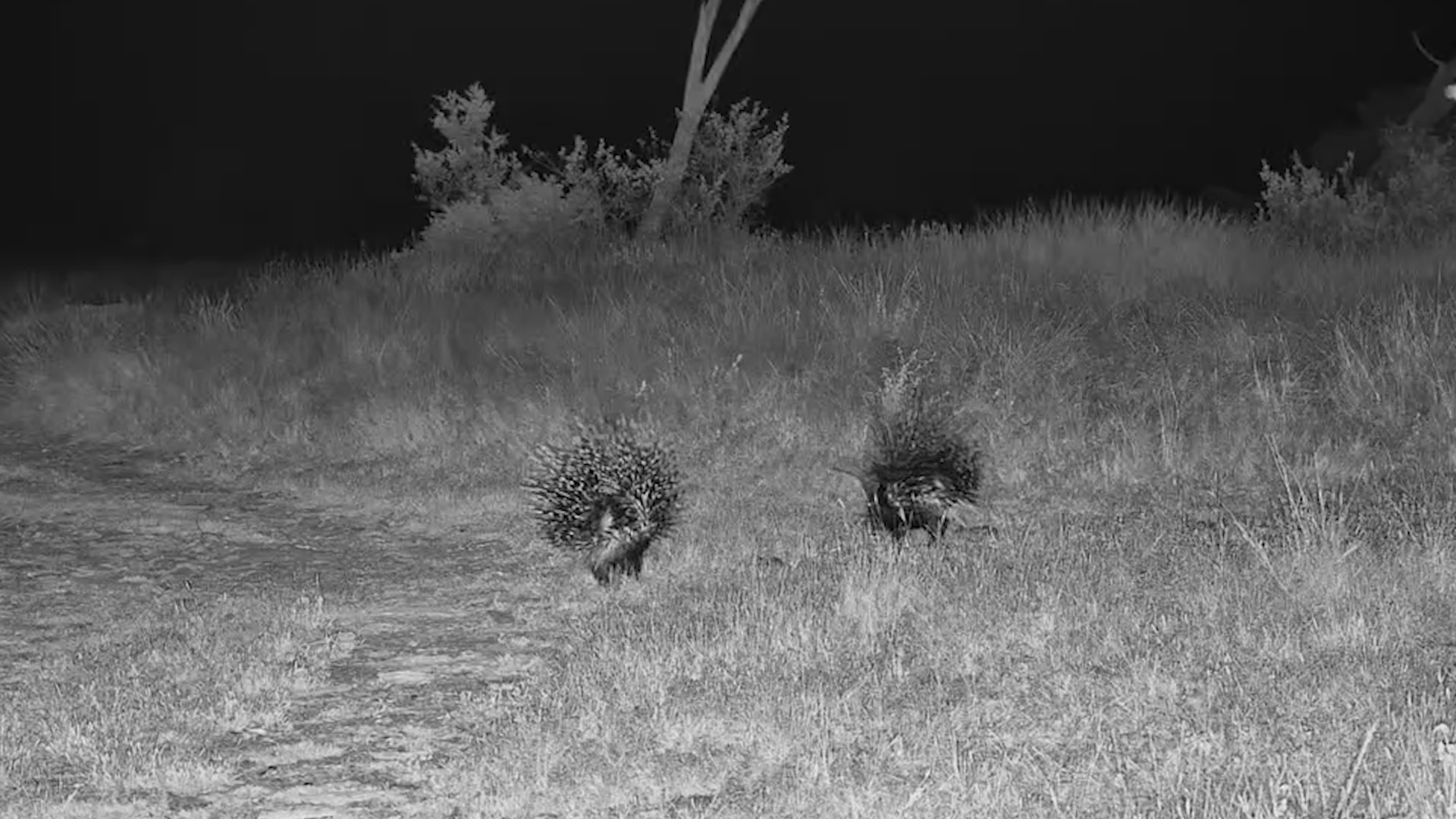 Porcupines on the Move